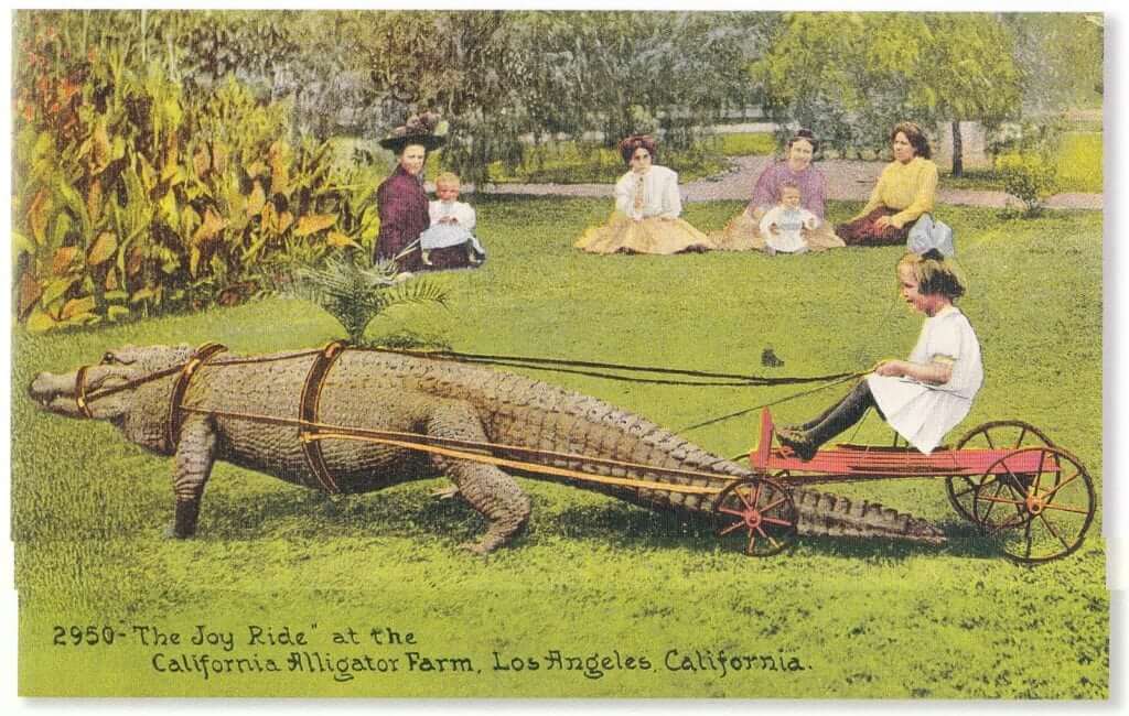 Joy-Ride-at-the-Alligator-Farm-Los-Angeles.jpg
